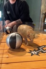 Short funny animals video 😼😼 #kitten #animals#short