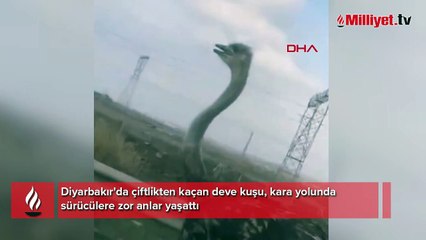 Çiftlikten kaçan deve kuşu kara yoluna girdi, ortaya ilginç görüntüler çıktı