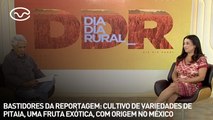 Bastidores da reportagem: cultivo de variedades de pitaia, uma fruta exótica, com origem no méxio