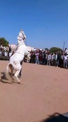 रामदेव पशु मेले में अब तक पांच हजार 118 पशु पहुंचे