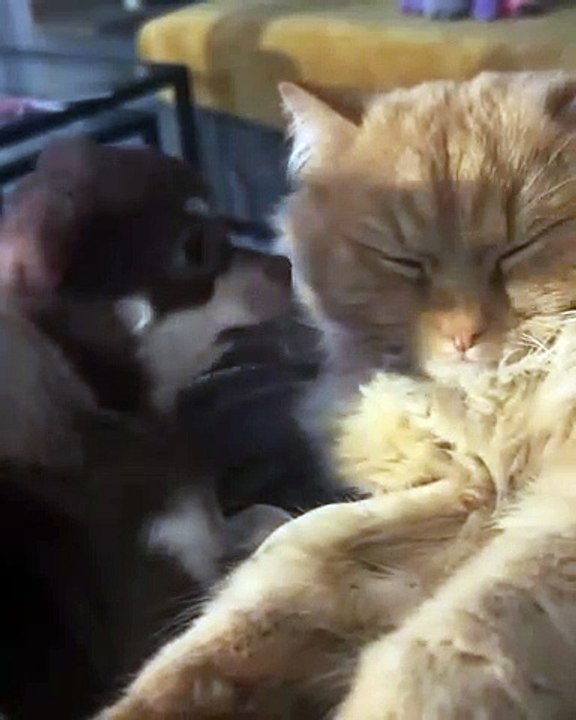 Adorable Cat Doing Cute Things!