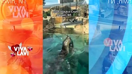 Hombre arriesga su vida al nadar con cocodrilos
