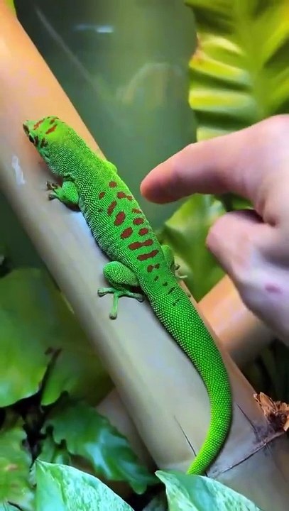 No pet, only snack