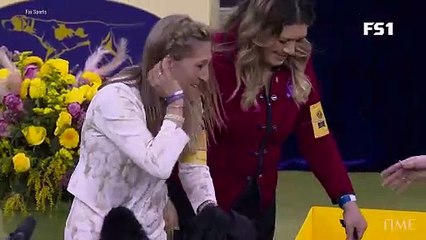 Monty Becomes First Giant Schnauzer to Win Best in Show at Westminster Kennel Club