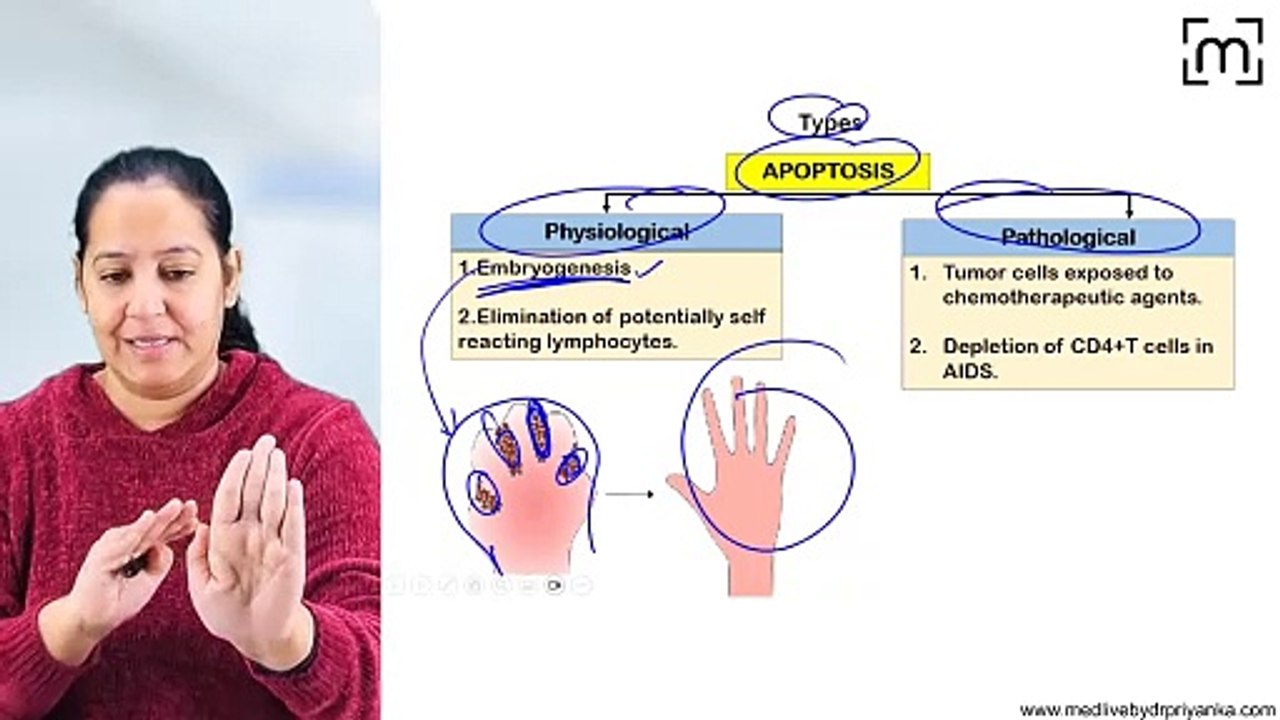 4.Apoptosis and Efferocytosis