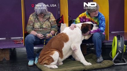 Prestigeträchtige Namen für die Hunde des Westminster Kennel Clubs