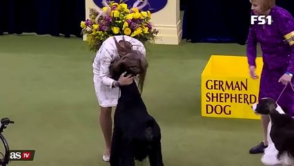 Giant schnauzer Monty takes Best in Show at Westminster