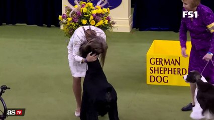 El schnauzer gigante Monty se lleva el Best in Show en Westminster