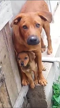Pit Bull patiently waits in line for ice cream