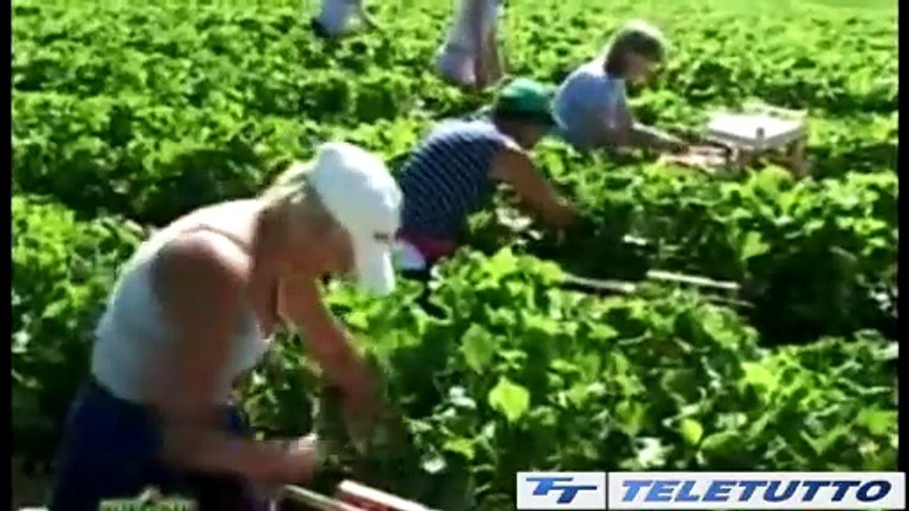 Video News - Click Day: tocca ad agricoltura e turismo