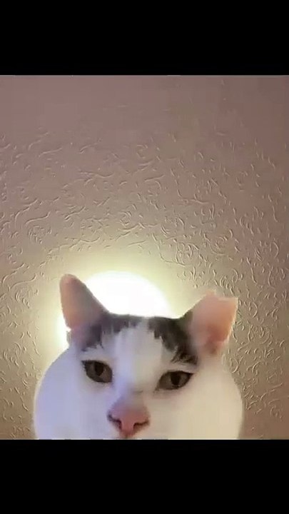 Hund springt ins Wasser! 20250212