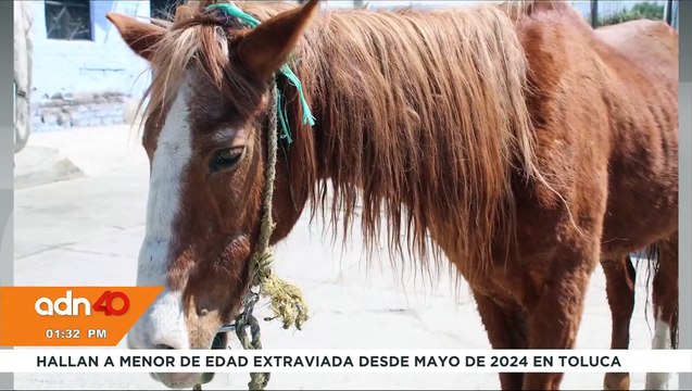 Gracias al apoyo de Ricardo Salinas Pliego, Pancho , un caballo carretonero se retira