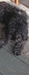 Sheepadoodle Cuddles With Cat, and They Both Enjoy It