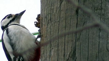 Woodpecker Extracts Seeds From Pine Cone Tree