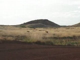 Deux kangourous qui jumpent (1)