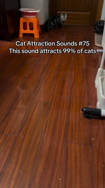 Did your cat react to this sound?😺🎵 #catsoftiktok #catsounds #catsong #meow #catnoises #catcalling