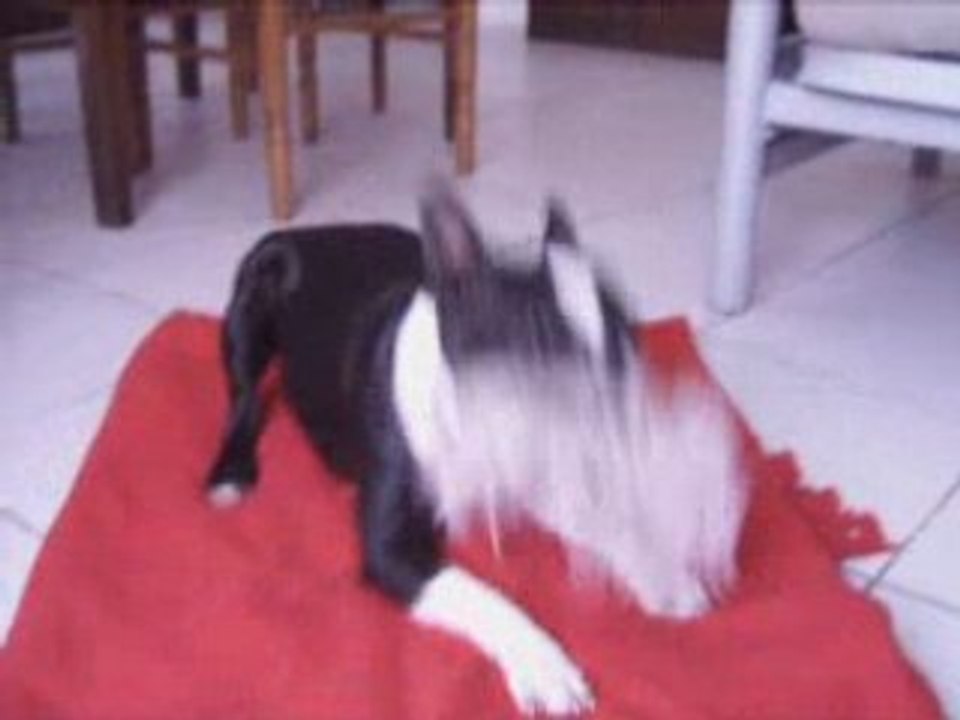 mon chien