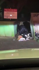 ¿Y la cena? Captan a enorme oso al sur de Monterrey