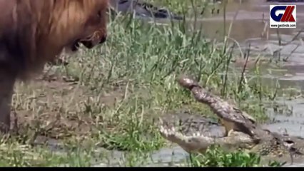 LIONS-CROCODILES BATTLE