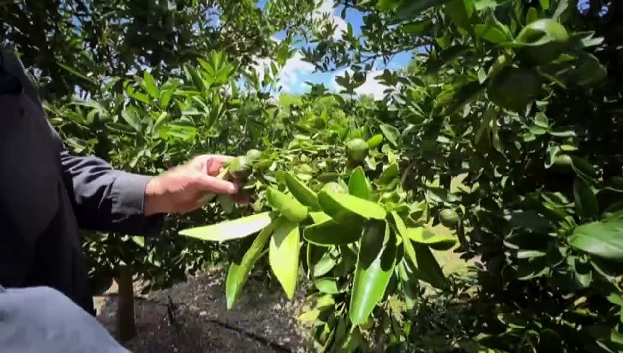 Severe hailstorm devastates Gayndah citrus farms, leaving growers with significant crop losses
