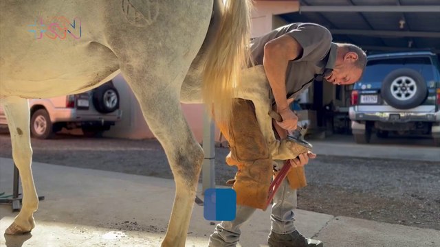 mqn-luis-chaves-el gran maestro del herraje en Costa Rica-120225