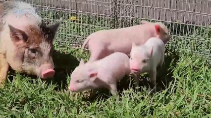 mqn-familia de cerditos miniatura roba corazones en San Ramón-120225