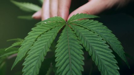 tn7-Gobierno presentará reglamento para producción y comercialización de cannabis medicinal-120225