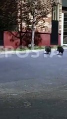 ¿Qué hacer ante un avistamiento de jabalíes?