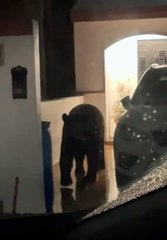 Sale gran oso por su halloween en Monterrey