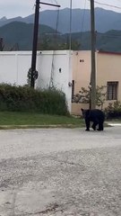 Nuevo avistamiento de oso en Santiago