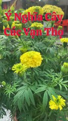 Ý Nghĩa Cây Cúc Vạn Thọ