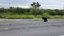 Protección Civil rescata a oso tras ser atropellado en El Carmen