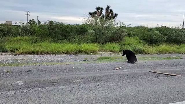 Protección Civil rescata a oso tras ser atropellado en El Carmen