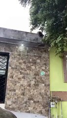¿Eres tú Rocket Raccoon? Atrapan a mapache en Juárez, Nuevo León