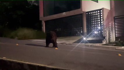 Aparece oso en la colonia Satélite; deja recuerdito a vecinos