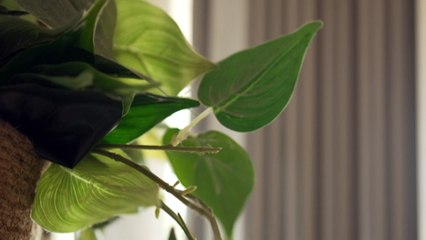 Anniversary of National Apology to Stolen Generations: Aunty Leonie Ebsworth's story