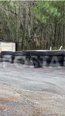 VIDEO: Captan oso con patitas quebradas en Ciénega de González