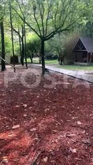 Rescatan a oso con patitas quebradas en Ciénega de González