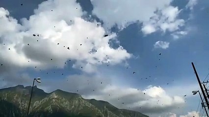 Empieza migración de mariposas del norte a sur de México