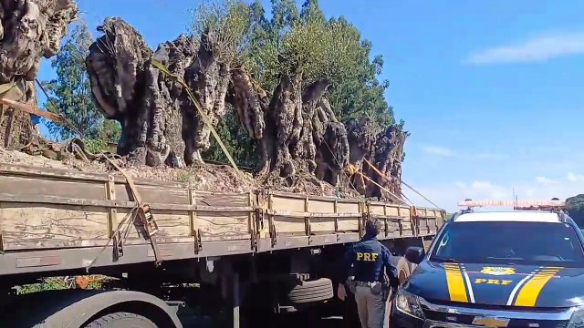 PRF apreende oliveiras argentinas importadas irregularmente no Paraná