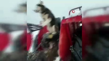 Traktör süren Sibirya kurdu