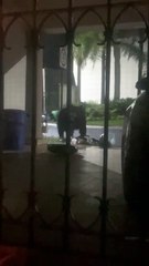 VIDEO: Oso llega por cena a casa en Monterrey