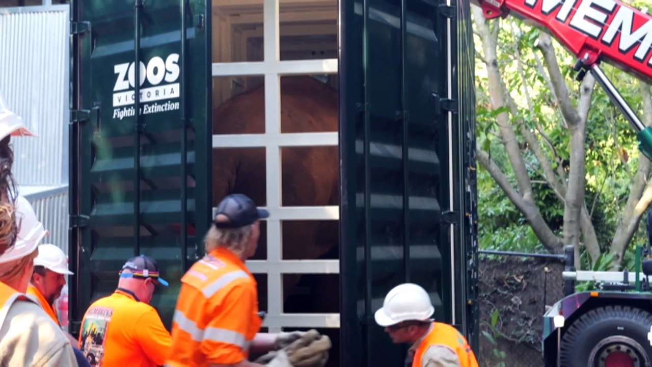 Nine Asian elephants find new home at Werribee Open Range Zoo habitat