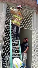 Mapaches se quedan atorados en barandal, PC de Monterrey los rescata