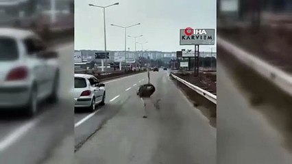 Diyarbakır'da trafikte koşan şeyi görenler gözlerine inanamadı!