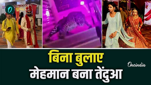 Lucknow Leopard In Marriage: शादी में आ धमका Leopard, मच गया बवाल | Viral Video | वनइंडिया हिंदी