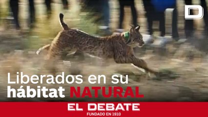 Estos son Ventolera y Uraclio, la primera pareja de linces ibéricos reintroducida en Cuenca