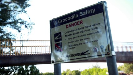 Study finds crocodiles in Far North Queensland are feeling the heat