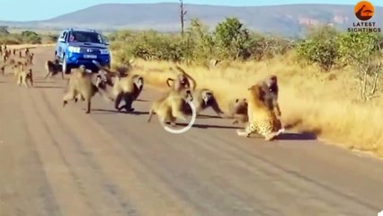 Un leopardo desafía a una tropa de babuinos y la situación da un giro inesperado