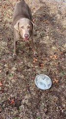 Finds Joy Playing with Metal Bowl